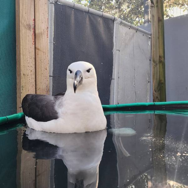 Rescued: an albatross far from home