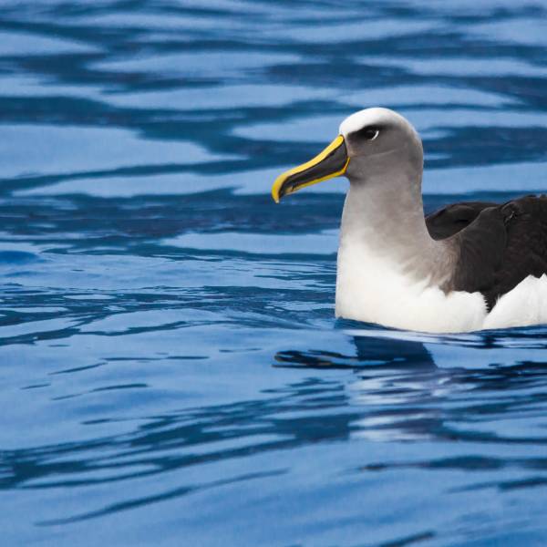  New paper examines New Zealand albatrosses and petrels documented in Ecuadorian waters