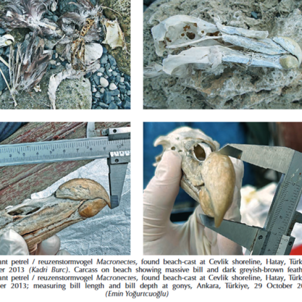 The remains of a giant petrel are found on a Turkey shore