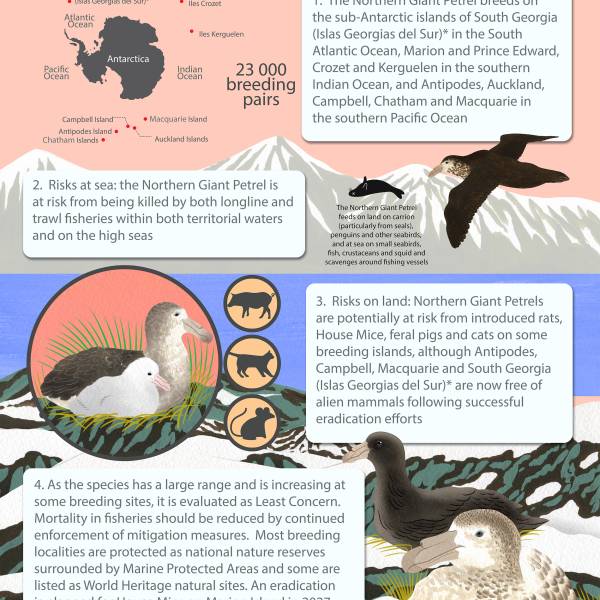 ACAP releases a Species Infographic for the Northern Giant Petrel, the 18th and latest in the series