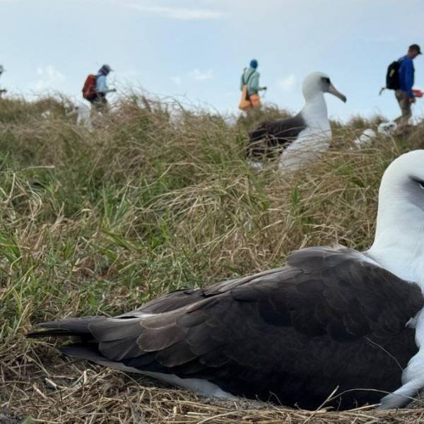 Testing drones during the annual albatross count on Midway Atoll