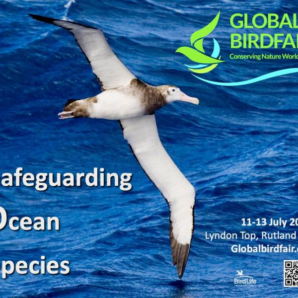 The Global Birdfair chooses the Endangered Antipodean Albatross to be its flagship species for 2025