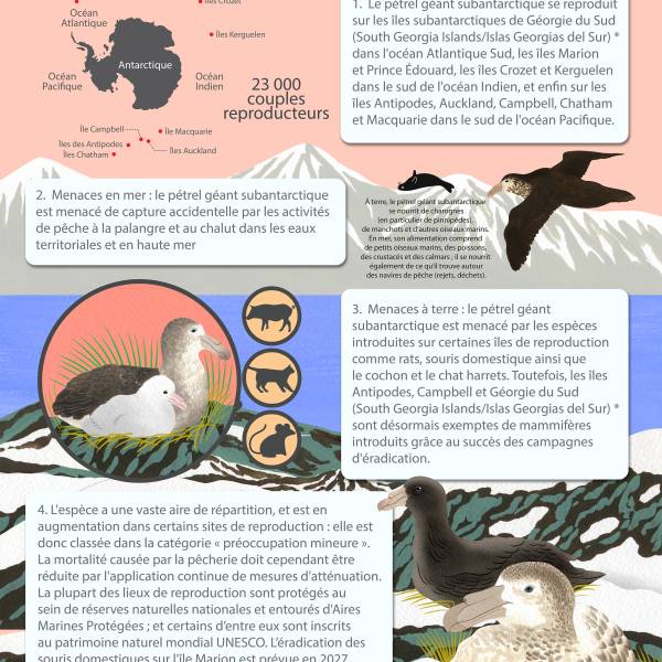 The ACAP Species Infographic for the Northern Giant Petrel is now available in French and Spanish