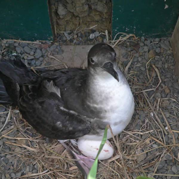 Hutton’s Shearwaters – how well are they doing in their translocation colony?