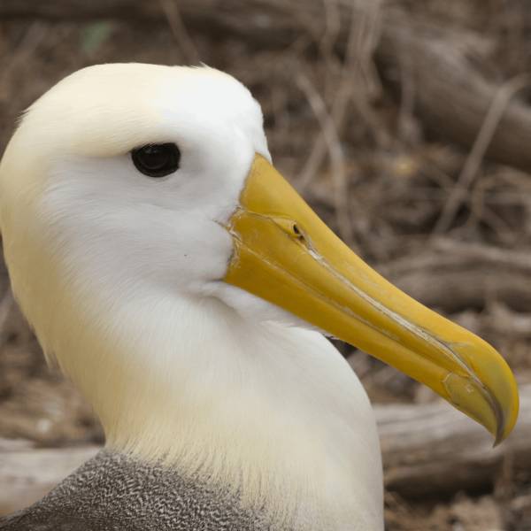 Using social attraction to reinforce a small population of the Waved Albatross