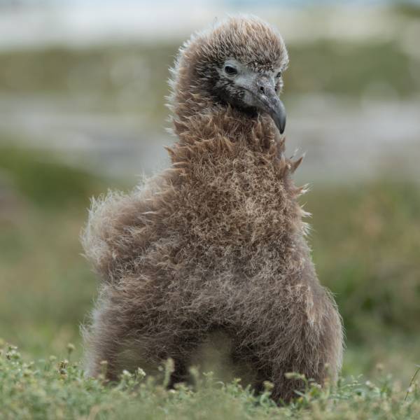 Latest news on Wisdom’s ‘Ohana, the world’s oldest known Laysan Albatross and her family