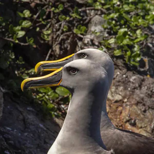 The Scientific name of the Northern Buller’s Albatross is confirmed as correct