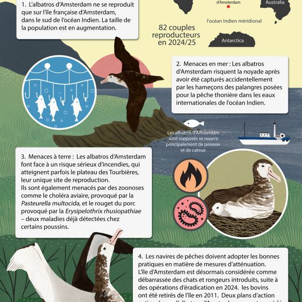 The ACAP Species Infographic for the Amsterdam Albatross is now available in French and Spanish