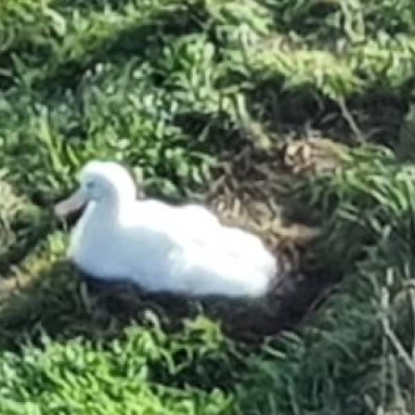An ACAP delegation visits an albatross colony - for the first time ever