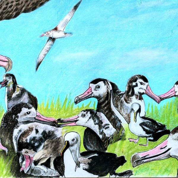 'WADWEEK’ #6.  ACAP releases three more art posters for Albatross Day on 19 June