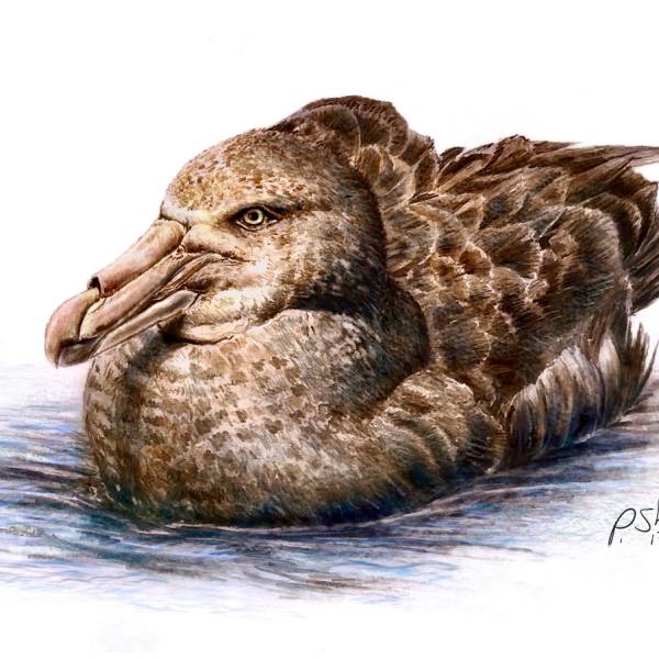 Postdoctoral opportunity to assess giant petrel energetics, habitat use and trophic ecology