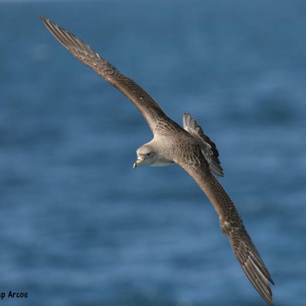 Bycatch hotspots for Scopoli's Shearwaters in the South Ionian Sea