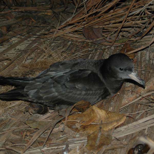 Flesh-footed Shearwaters add nutrients to Lord Howe Island