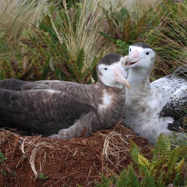 Antipodean Albatross and White-chinned Petrel research on Antipodes Island, 2024/25
