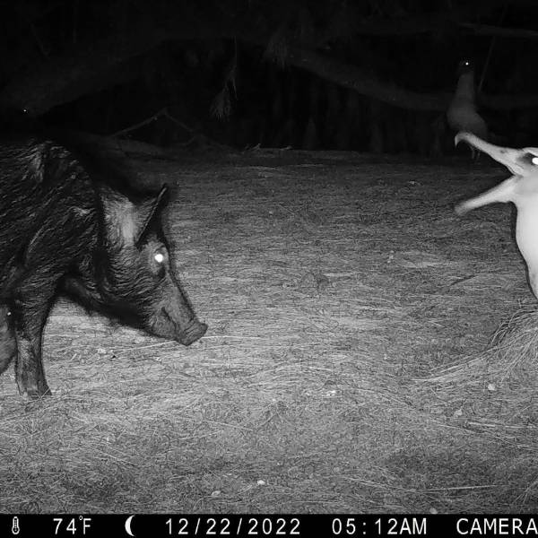 Laysan Albatrosses in Hawaii’s Kilauea Point National Wildlife Refuge are no longer threatened by feral pigs
