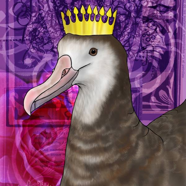 THE ACAP MONTHLY MISSIVE.  Soon it will be BOTY time again – and you can help crown the Endangered Antipodean Albatross!