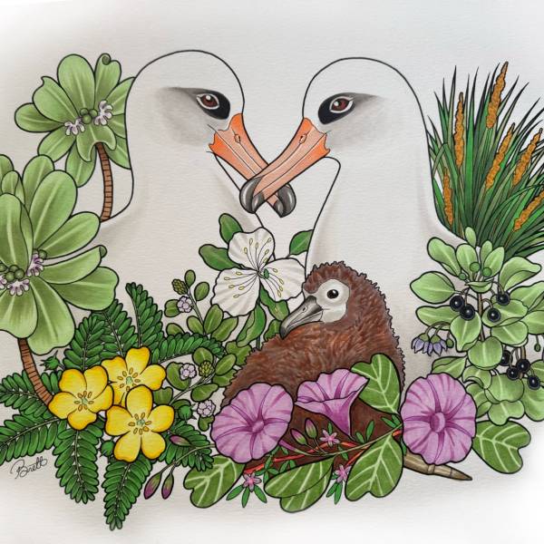 The Friends of Midway Atoll National Wildlife Refuge hold an art contest