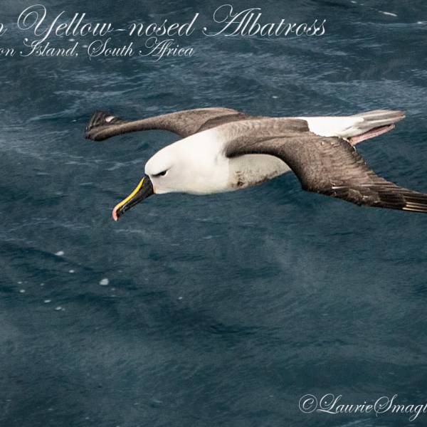 At-sea observation and tracking data sets reviewed for seabirds in the southern Indian Ocean