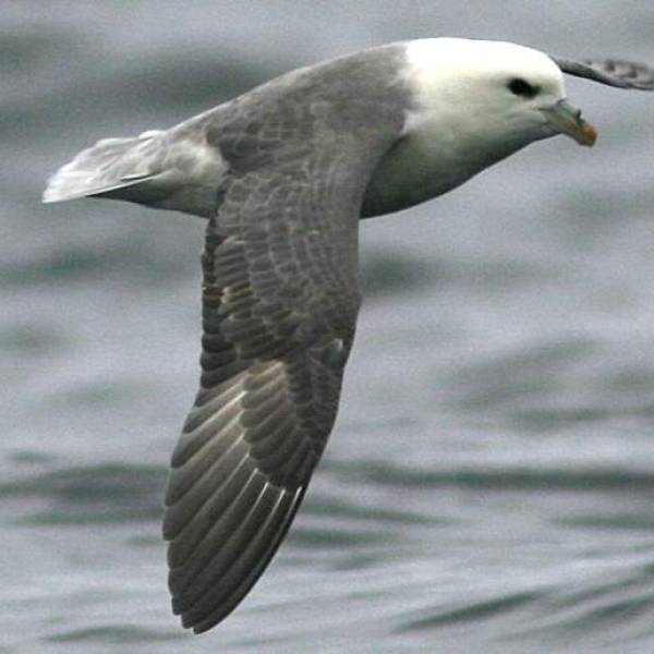 Plastic ingestion by beached Arctic Fulmars in The Netherlands