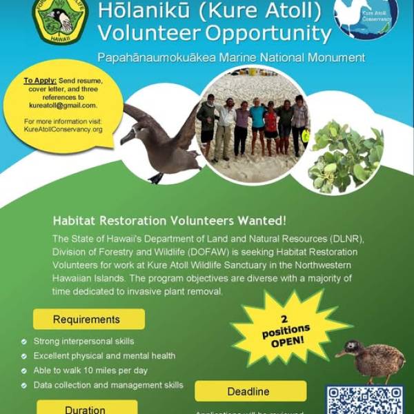 Want to help conserve albatrosses?  A new call for volunteers for Kure Atoll