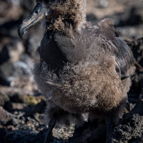 The U.S. State of the Birds Report for 2025 expresses concerns but has a positive albatross story