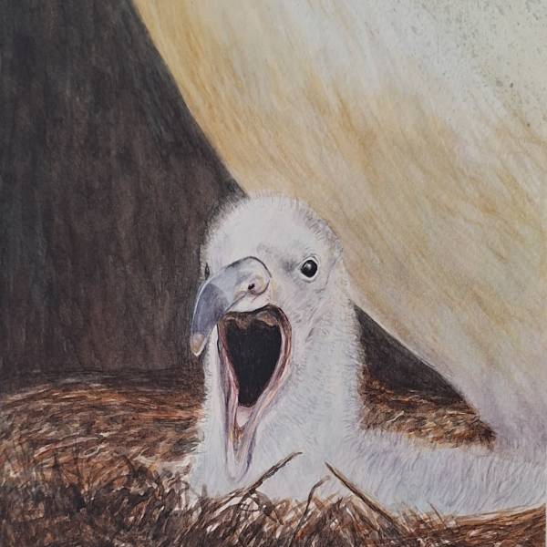 Once more, ABUN artist Apple Resonance has produced six artworks to mark World Albatross Day