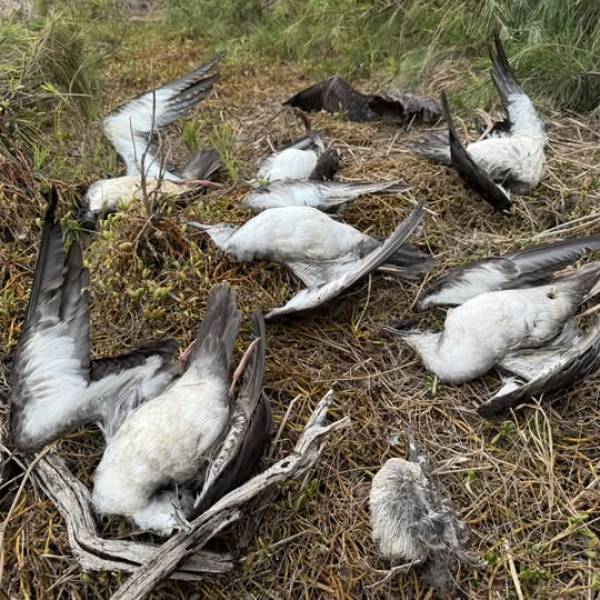 It’s not just cats.  Nine Wedge-tailed Shearwaters are killed by dogs on Kauai