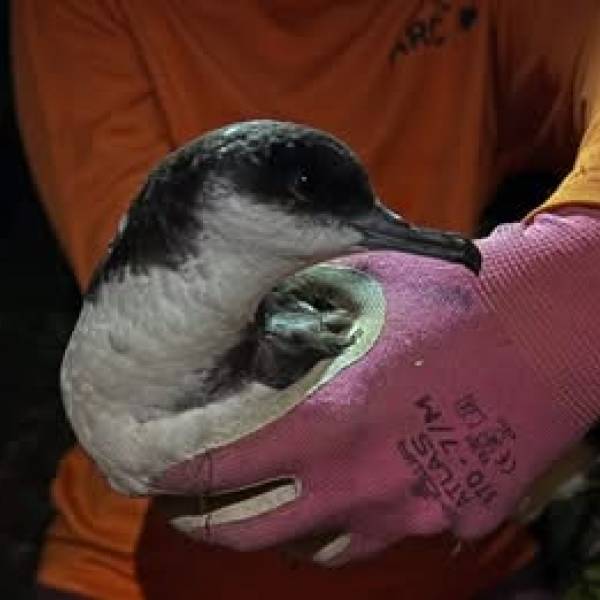 What about the Critically Endangered Newell’s Shearwaters?  Some night-time football games during fledging approved once more on Kauai