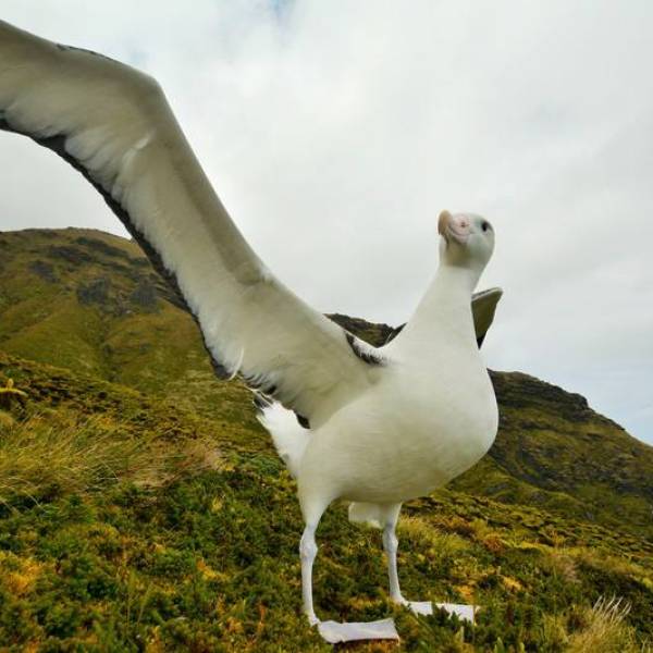 Surveying albatrosses and petrels for parasites in the southwestern Atlantic