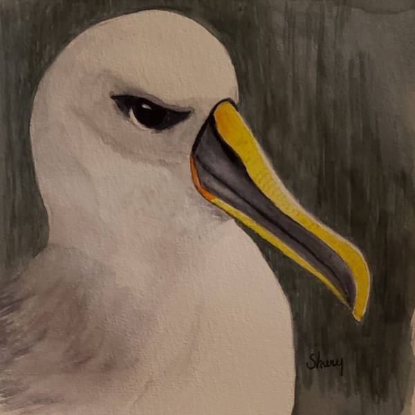 Surveying Buller’s Albatrosses on the Solander Islands from the air