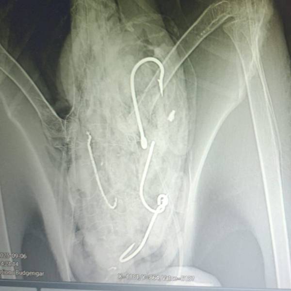 Ingests four hooks but survives: a juvenile Salvin’s Albatross gets a second chance