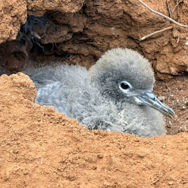 58% to 78%!  Wedge-tailed Shearwaters are doing well behind a fence in Hawaii