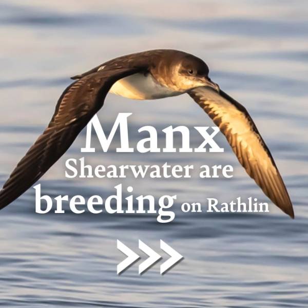 Manx Shearwaters return to two United Kingdom islands following action against introduced predators