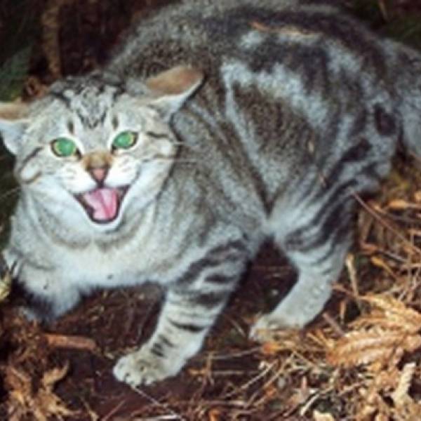 Good news for burrowing petrels and shearwaters: feral cats to be added to New Zealand’s Predator Free 2050 strategy