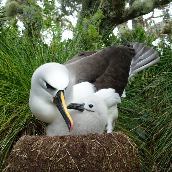    ACAP announces its theme for World Albatross Day on 19 June 2026 will be “Habitat Restoration”