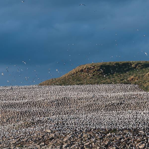 Highly Pathogenic Avian Influenza confirmed among Black-browed Albatrosses on Beauchêne Island in the South Atlantic