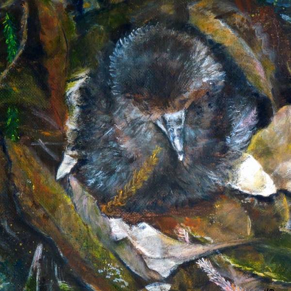    The Live Ocean Foundation is working to help conserve the ACAP-listed Black Petrel