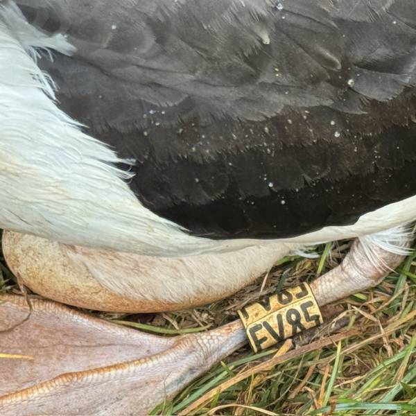 A Laysan Albatross moves from the French Frigate Shoals to Kauai