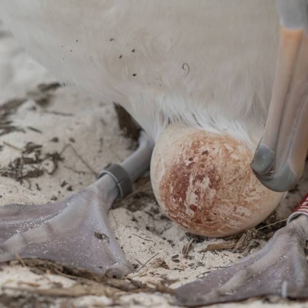 N333: the next generation.  The 2017 chick of Wisdom, the oldest known Laysan Albatross, is back on Midway incubating