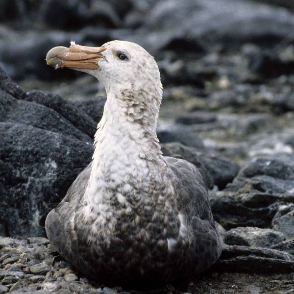 Present, absent or just ignorant?  Mapping distribution of seabird colonies in East Antarctica