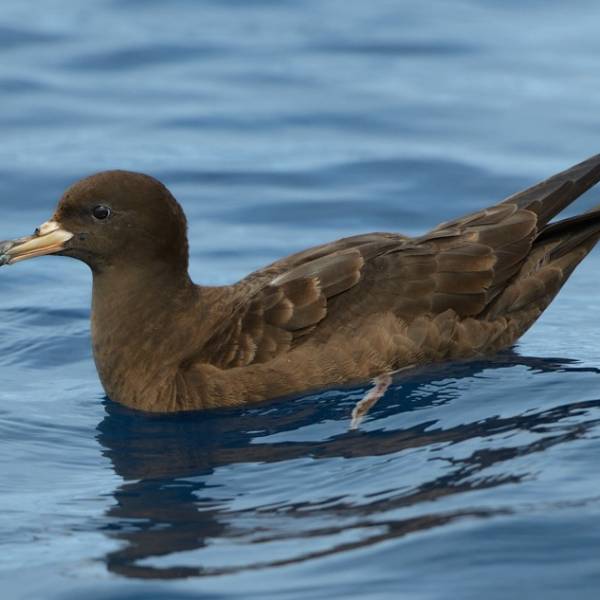 THE ACAP MONTHLY MISSIVE.  The Convention on Migratory Species considers the Flesh-footed Shearwater for inclusion on its Appendix II.  ACAP listing to follow?