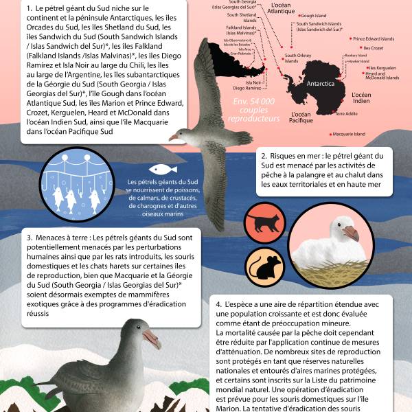 The ACAP Species Infographic for the Amsterdam Albatross is now available in French and Spanish