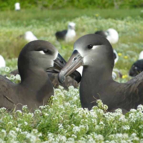 41 thousand nests.  The albatrosses of Kure Atoll get counted for the 2025/26 breeding season