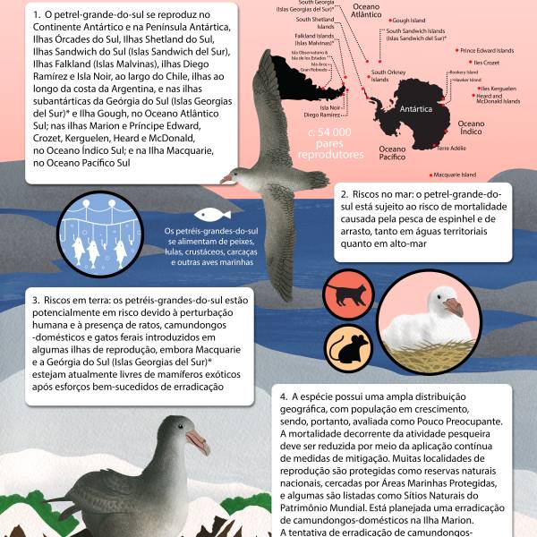 ACAP releases its fourth Species Infographic in Portuguese: this time for the Southern Giant Petrel
