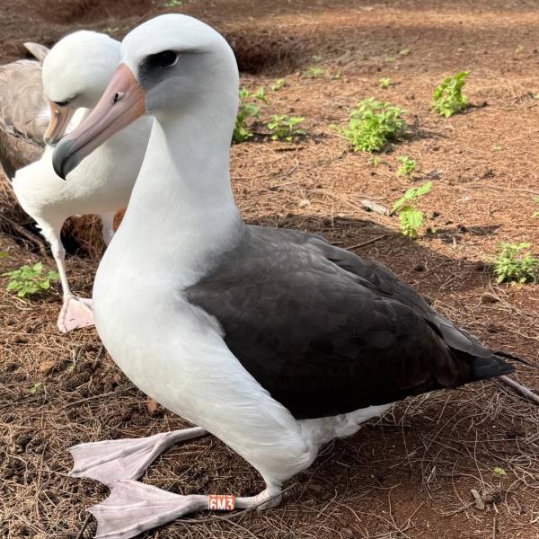 A strange band spotted!  A Laysan Albatross moves from Mexico to Hawaii