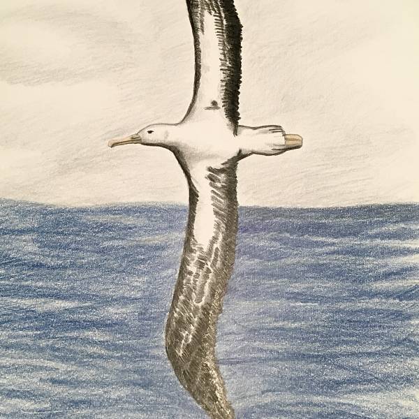 Good news for pelagic seabirds, such as the Wandering Albatross?  The High Seas Treaty has entered into force