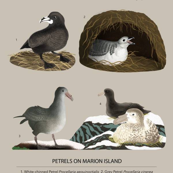 The Mouse-Free Marion Project’s new poster illustrates the four ACAP-listed petrels that breed on Marion Island