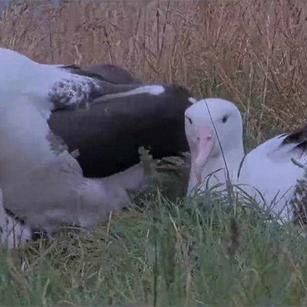 1000 up!  A Northern Royal Albatross colony reaches a milestone