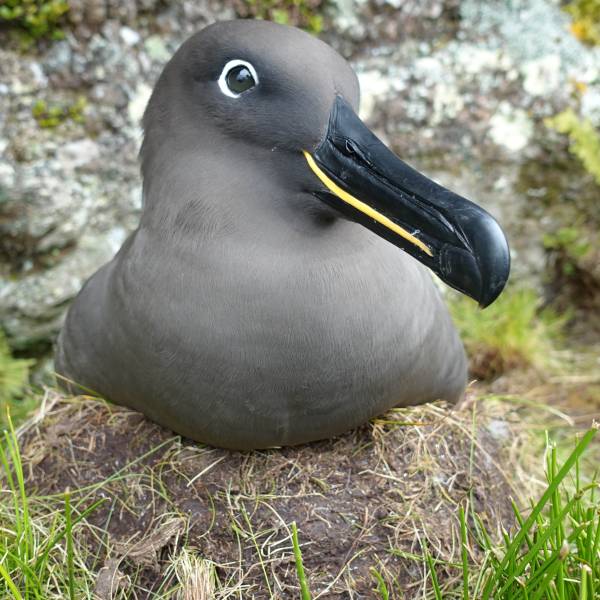 The Seabird Group offers grants to help research projects on Atlantic seabirds