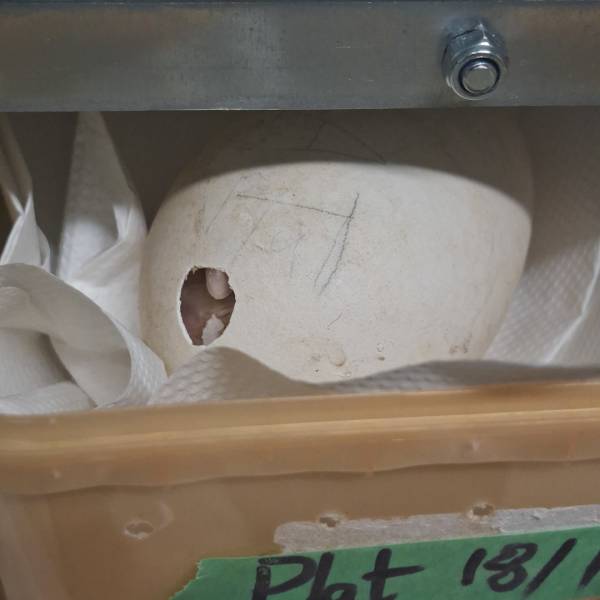 THE ACAP MONTHLY MISSIVE.  Pip pip hooray!  Looking after hatching eggs and hatchlings in the Northern Royal Albatross colony at Pukekura/Taiaroa Head